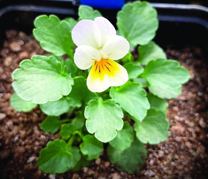 Hoa pansy (Viola arvensis) mọc gần Paris đã giảm sự phụ thuộc vào côn trùng.  Ảnh: Samson Acoca-Pidolle