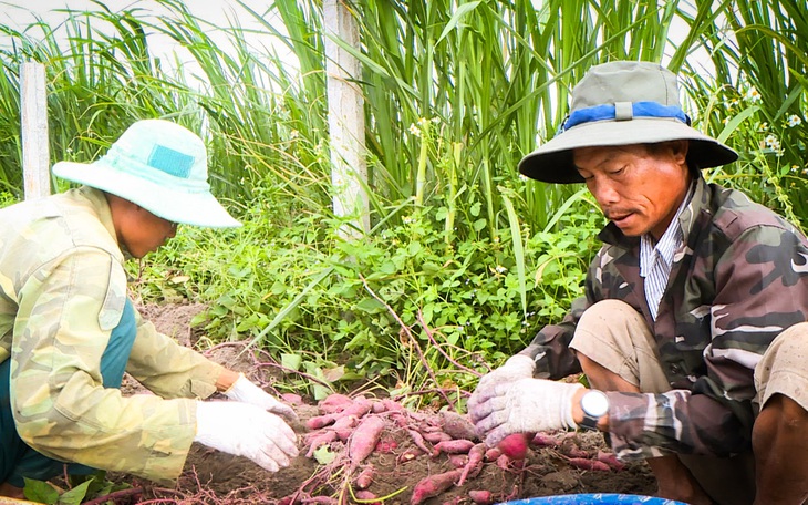 Vì đâu khoai lang bán không trôi, giá rớt thảm?