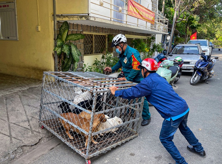 Chó thả rông sau khi bị bắt sẽ được nhốt tạm thời và thông báo cho chủ chó qua các nhóm tin nhắn khu vực - Ảnh: CHÂU TUẤN