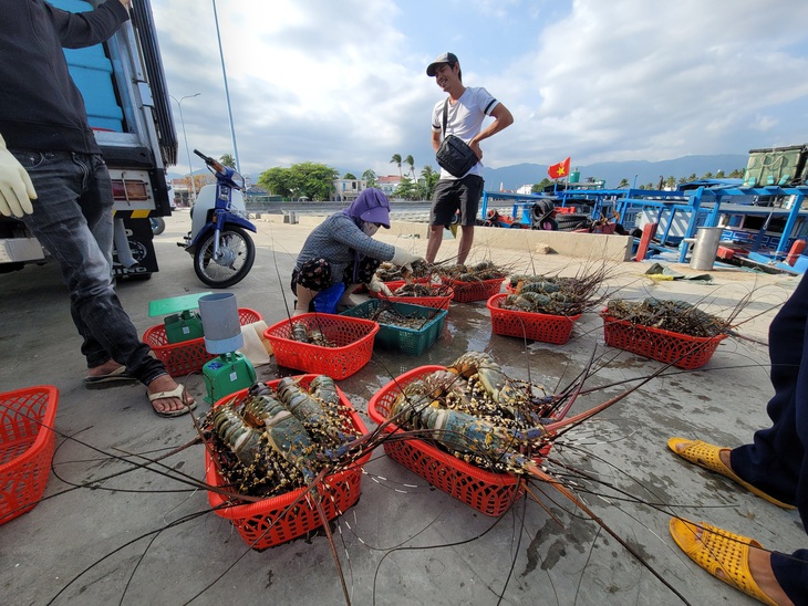 Thương lái mua tôm hùm tại huyện Vạn Ninh - Ảnh: TRẦN HƯỚNG