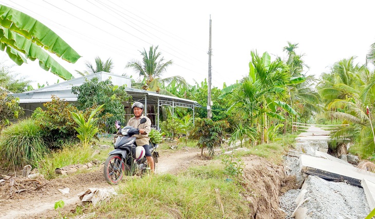 Ông Đoàn phải chở từng quầy chuối bằng xe máy đi bán cho thương lái - Ảnh: CHÍ CÔNG