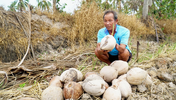 Ông Nguyễn Văn Lục ngậm ngùi bên những trái dừa lên mộng, không bán được - Ảnh: THANH HUYỀN