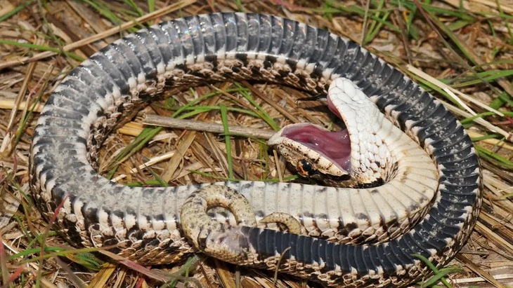 Rắn xúc xắc (Naxix tessellata) giả chết để lừa kẻ săn mồi - Ảnh: Matt Jeppson / Shutterstock