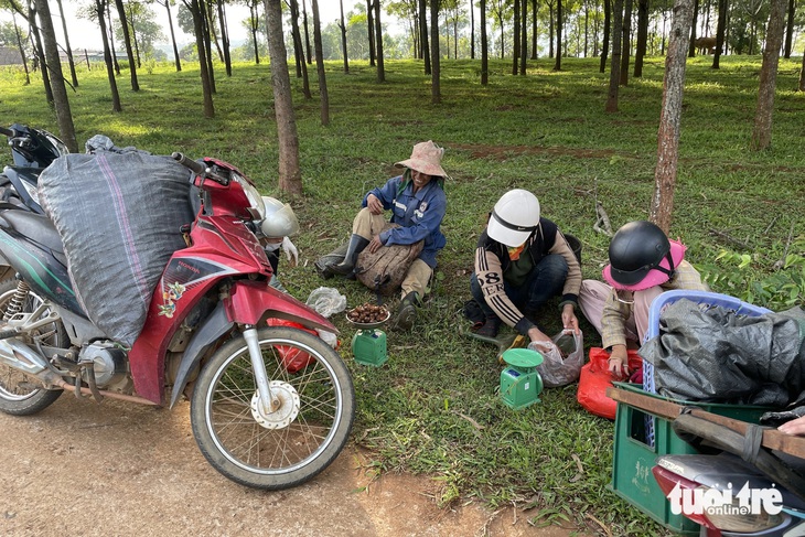 Người dân bán xác ve sầu cho thương lái ngay khi vừa ra khỏi vườn cây - Ảnh: HOÀNG TÁO