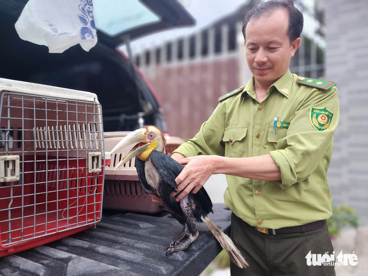 Kiểm lâm viên tiếp nhận niệc mỏ vằn để đưa về chăm sóc cứu hộ theo quy định - Ảnh: NGỌC KHẢI