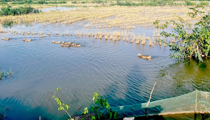 Mùa mưa, ruộng đồng mênh mông nước, và nếu có giải pháp tích trữ nước sẽ bớt khô hạn vào mùa nắng - Ảnh: MẠNH DŨNG