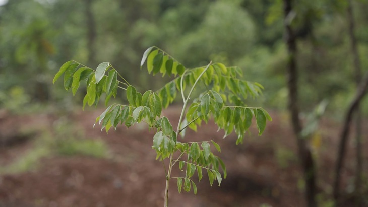 Sau hơn nửa năm được nhóm Green Era trồng, những cây xanh bản địa tại Khu bảo tồn thiên nhiên Đakrông đã bám rễ và xanh tốt - Ảnh: QUỐC NAM