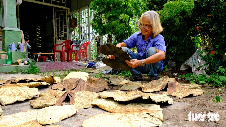 Tận dụng khoảng sân trước nhà, người nghệ nhân đem phơi lá sen rồi tỉ mỉ xem độ lên màu, độ dẻo dùng làm tranh lá sen - Ảnh: ĐẶNG TUYẾT 