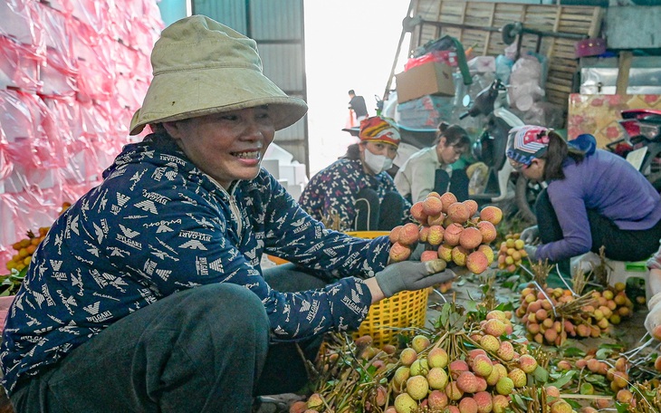 Vải thiều Bắc Giang vào vụ, giảm sản lượng nhưng được giá