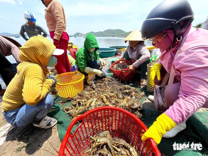 Tôm hùm chết được thương lái mua - Ảnh: NGUYỄN HOÀNG