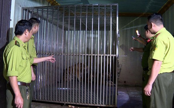 Sẽ bàn giao 9 con hổ nuôi ở Thanh Hóa về Vườn thú Hà Nội - Ảnh 3.