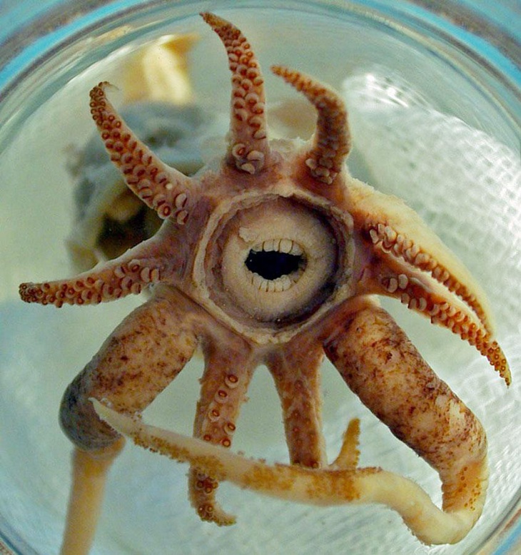 Mực Promachoteuthis Sulcus, một loài quý hiếm, thường sống ở độ sâu băng giá của Nam Cực. Sinh vật này có kích thước nhỏ, chỉ dài khoảng 25cm, nhưng sở hữu bộ hàm tròn giống con người, với những chiếc răng sắc nhọn xếp thành nhiều hàng. Đây là đặc điểm độc đáo phân biệt nó với các loài mực khác - Ảnh: hypescience.com