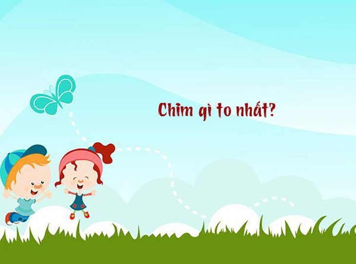 Câu đố hack não: Chim gì to nhất?- Ảnh 1.