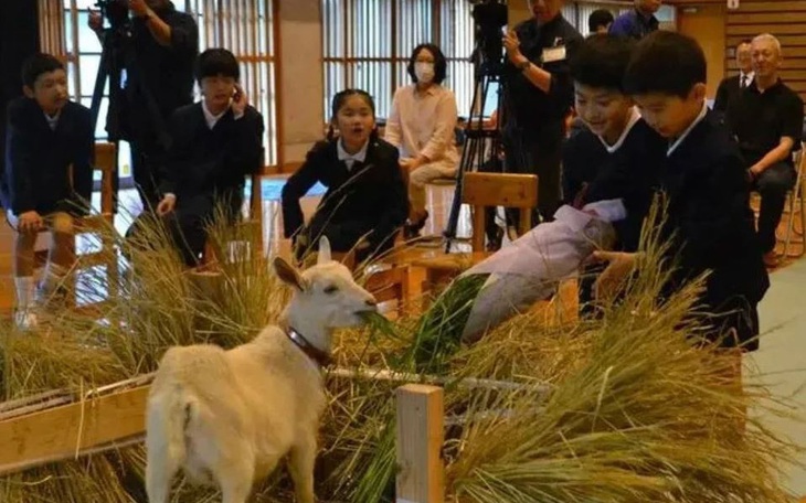 Trường học Nhật Bản tuyển chú dê con làm học sinh