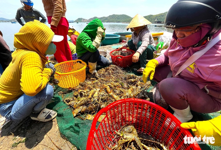 Người dân ở xã Xuân Thịnh (thị xã Sông Cầu, tỉnh Phú Yên) mang tôm hùm bị chết vào bờ để bán cho thương lái - Ảnh: NGUYỄN HOÀNG