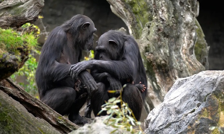 Tinh tinh Natalia vẫn đang ôm xác con - Ảnh: Bioparc Valencia