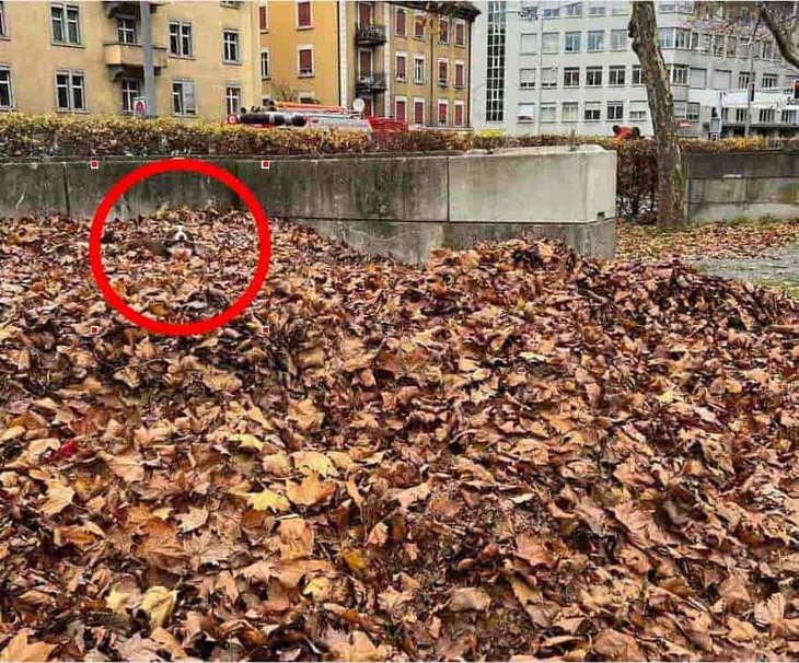 Mắt 10/10 mới thấy người đàn ông ẩn giấu trong hình- Ảnh 4.
