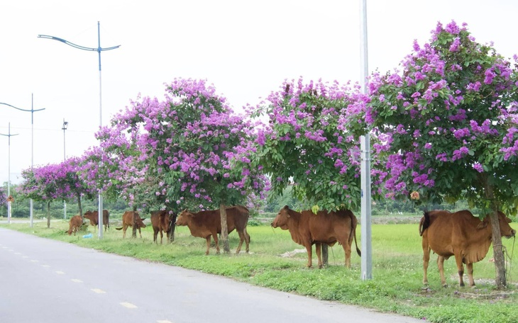 Ảnh vui 25-5: Mỗi cây bằng lăng có một "nàng thơ"