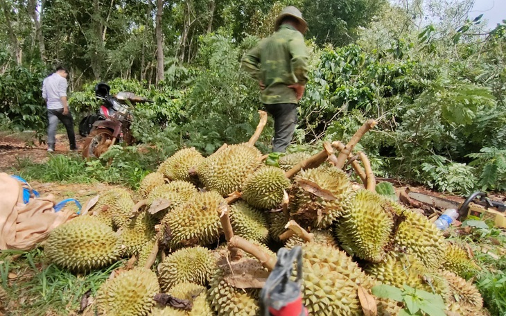 Sầu riêng sắp hái rụng trái la liệt, nông dân buồn thiu