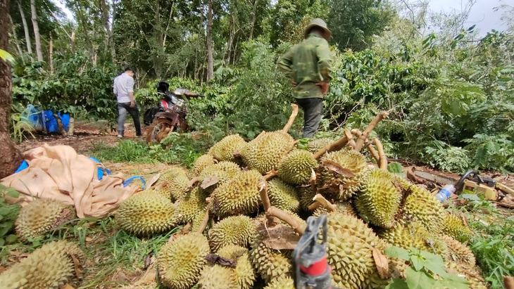 Nông dân quay mặt giấu đi nỗi buồn sầu riêng sắp thu hoạch rụng la liệt vì thời tiết - Ảnh: K.L. 