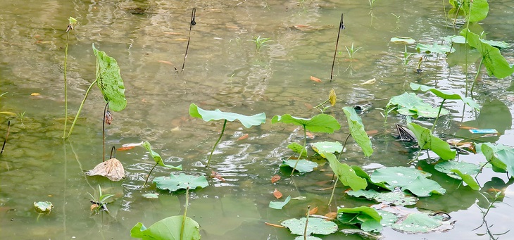 Ao đầm miền Tây đang khô hạn chỉ vài trận mưa đầu mùa đã hồi sinh  - Ảnh: MẠNH DŨNG