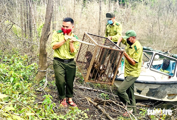 Chuyển khỉ lên "đảo khỉ" chuẩn bị thả về tự nhiên - Ảnh: LÊ MINH