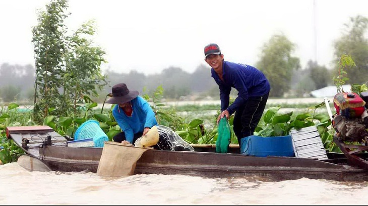 Mưa về trên đồng nước nổi An Giang - Ảnh CHÍ QUỐC