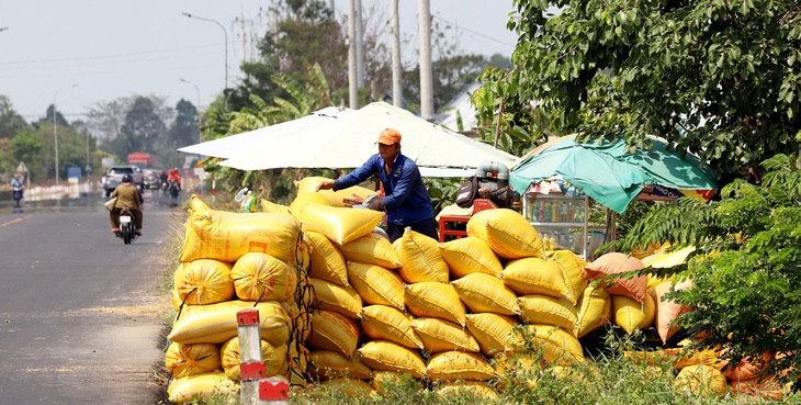 Nông dân Đồng bằng sông Cửu Long thu hoạch lúa đông xuân - Ảnh: CHÍ QUỐC