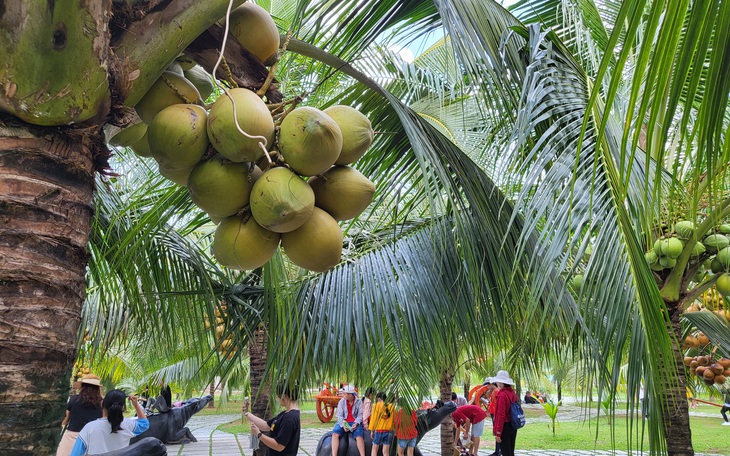 Doanh nghiệp 'săn lùng' dừa tươi để xuất khẩu qua Trung Quốc - Ảnh 2.