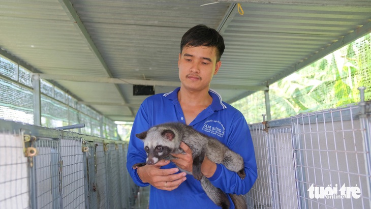 Hiện chồn hương chỉ bán con giống, chưa có đủ nguồn cung lấy thịt - Ảnh: ĐẶNG TUYẾT