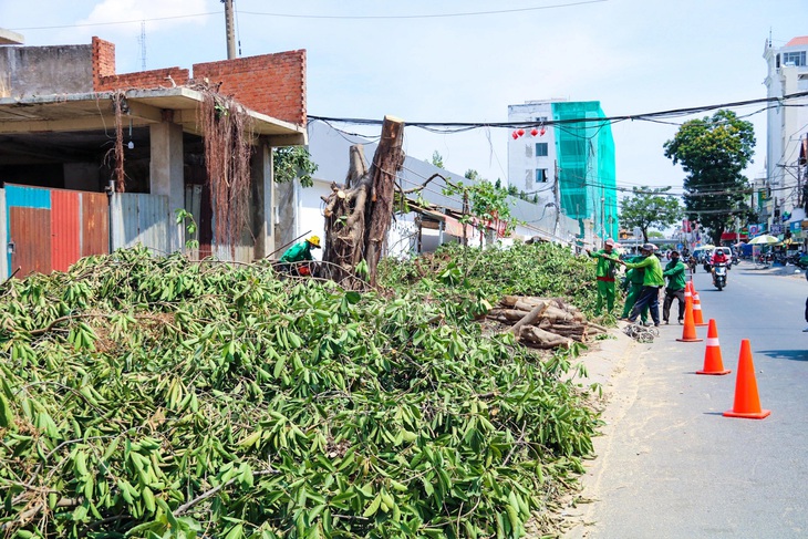 Các cây xanh dọc đường Hoàng Hoa Thám được đốn hạ trưa 3-5 - Ảnh: PHƯƠNG NHI