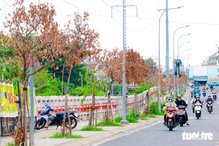 Hàng cây trên đường Lương Ngọc Quyến đã chuyển hoàn toàn sang một màu nâu héo úa, không còn sức sống - Ảnh: TIẾN QUỐC