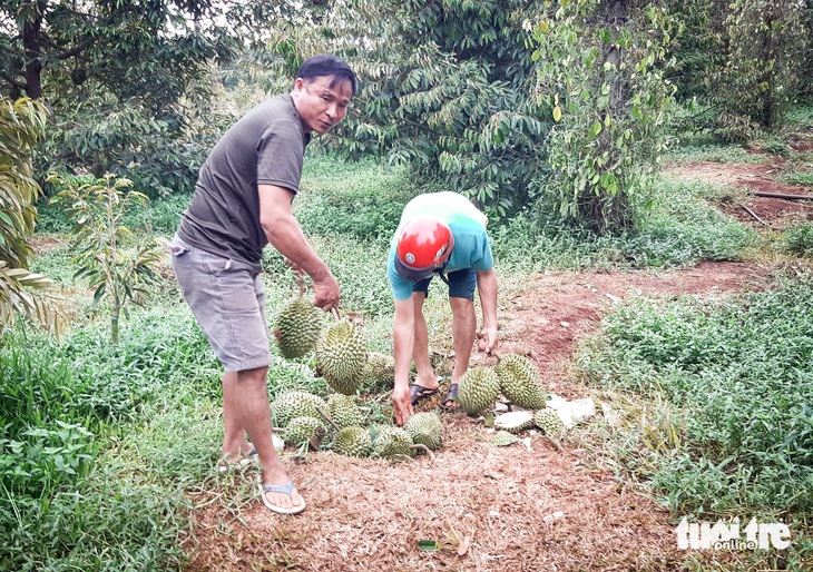 Nông dân làng Ốc, xã Ia Kriêng, huyện Đức Cơ (Gia Lai) nhặt sầu riêng rụng sau mưa lốc ngày 4-5 - Ảnh: V.Q. 