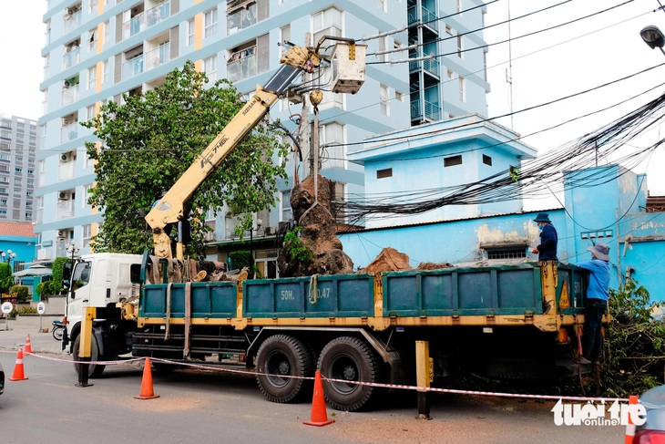 Đơn vị thi công đốn một cây xanh trên đường Hoàng Hoa Thám (quận Tân Bình) sáng 4-5 - Ảnh: PHƯƠNG NHI