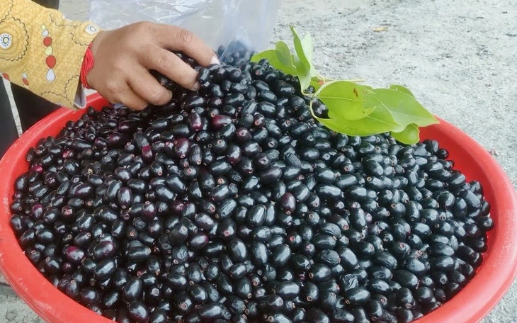 Những mùa trâm chín ở miền Tây   - Ảnh 5.