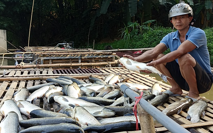 Cá chết hàng loạt trên sông Mã không phải do dịch bệnh