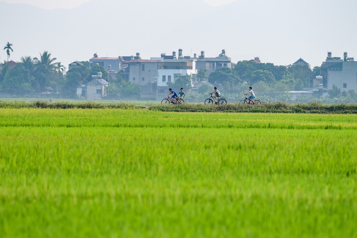 Chiến sĩ Điện Biên đã quay lại chiến địa Mường Thanh để lấp hố bom làm nên đồng lúa tươi tốt - Ảnh: NAM TRẦN