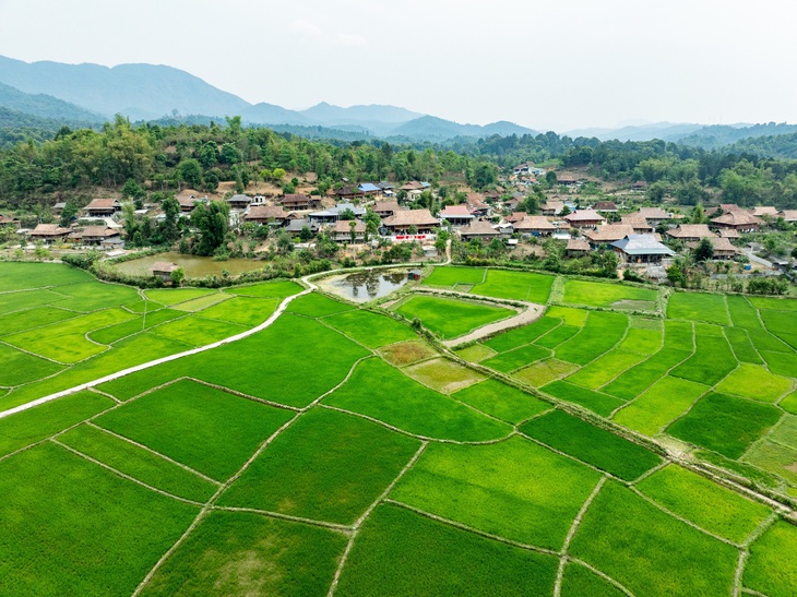 Cánh đồng Mường Phăng trồng nhiều loại lúa đặc sản của Điện Biên - Ảnh: NAM TRẦN