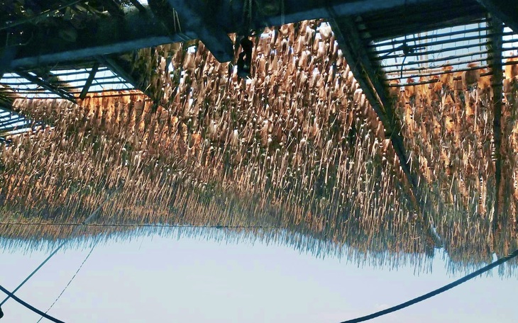 Giá mực khô tăng cao suốt nhiều tháng, ngư dân Quảng Ngãi phấn khởi đón Tết - Ảnh 4.