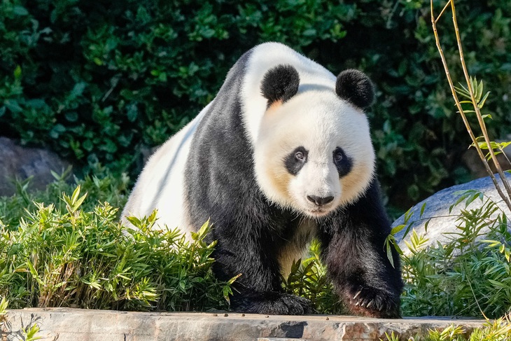 Gấu trúc Wang Wang tại Vườn thú Adelaide - Ảnh: REUTERS