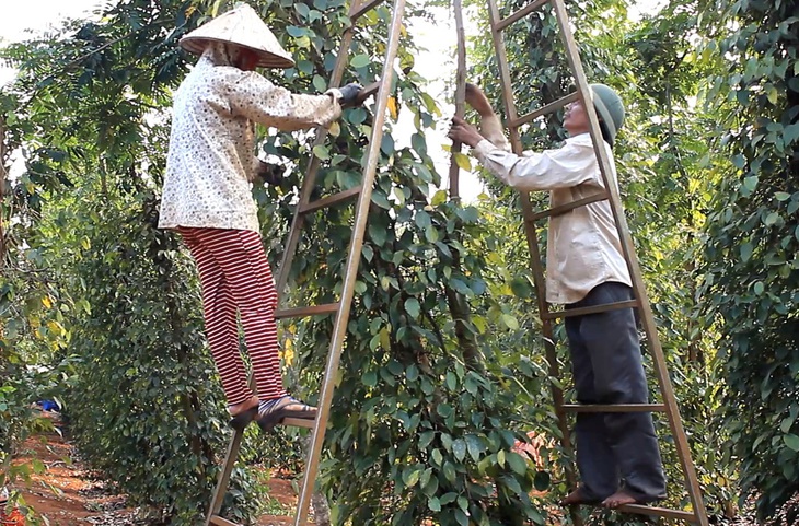 Giá hồ tiêu diễn biến khó lường. Trong ảnh: Thu hoạch hồ tiêu tại Bình Phước - Ảnh: N.TRÍ