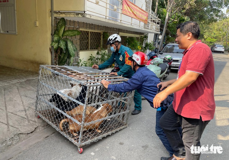 Chó thả rông sau khi bị bắt sẽ được nhốt tạm thời (khoảng 48 tiếng) và thông báo cho chủ chó qua các nhóm tin nhắn khu vực - Ảnh: CHÂU TUẤN