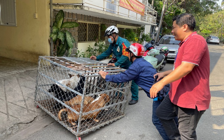 Vụ chó thả rông tràn lan ở bờ biển: Lãnh đạo địa phương phải có trách nhiệm - Ảnh 1.