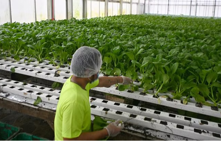 Trang trại Green Harvest đạt một số thành tựu trong việc xây dựng hệ vi khí hậu tự điều hành trong nhà kính - Ảnh: STRAITS TIMES