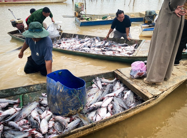 Người dân đưa ghe vớt vội số cá lăng bị chết trên hồ thủy điện Ialy đem đi bán để gỡ bớt vốn đầu tư - Ảnh: N.L. 