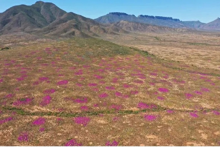 Hoa tím mọc trên các gò mối có tuổi đời hàng chục ngàn năm ở Namaqualand, Nam Phi - Ảnh: Jannick Niewoudt and Alastair Potts