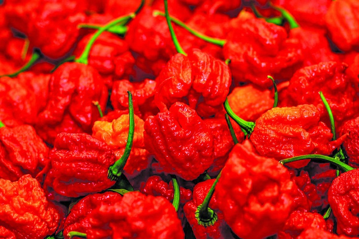 Giống ớt cay nhất thế giới theo kỷ lục Guiness: Carolina Reaper. Ảnh: Catalin Lungu/Getty Images