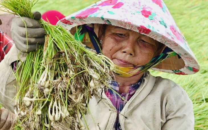 Nông dân miền Tây trúng mùa, trúng giá bắt tôm càng ăn Tết - Ảnh 12.