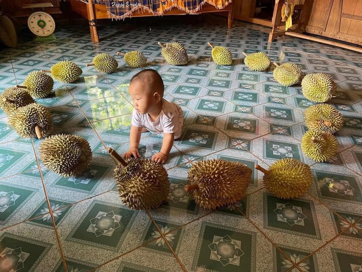 Ảnh vui 30-6: Muốn 'nghỉ hưu' mà cũng không được!- Ảnh 4. Nhờ mấy trái sầu riêng "trông con".