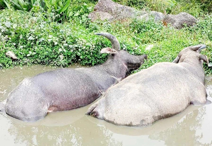 Mưa lớn kèm theo dông, sét làm chết 8 con trâu ở Hà Giang - Ảnh: Báo Hà Giang